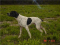 Pedigree TAMBO DES FEUX DE LA PASSION Pedigree TAMBO DES FEUX DE LA PASSION